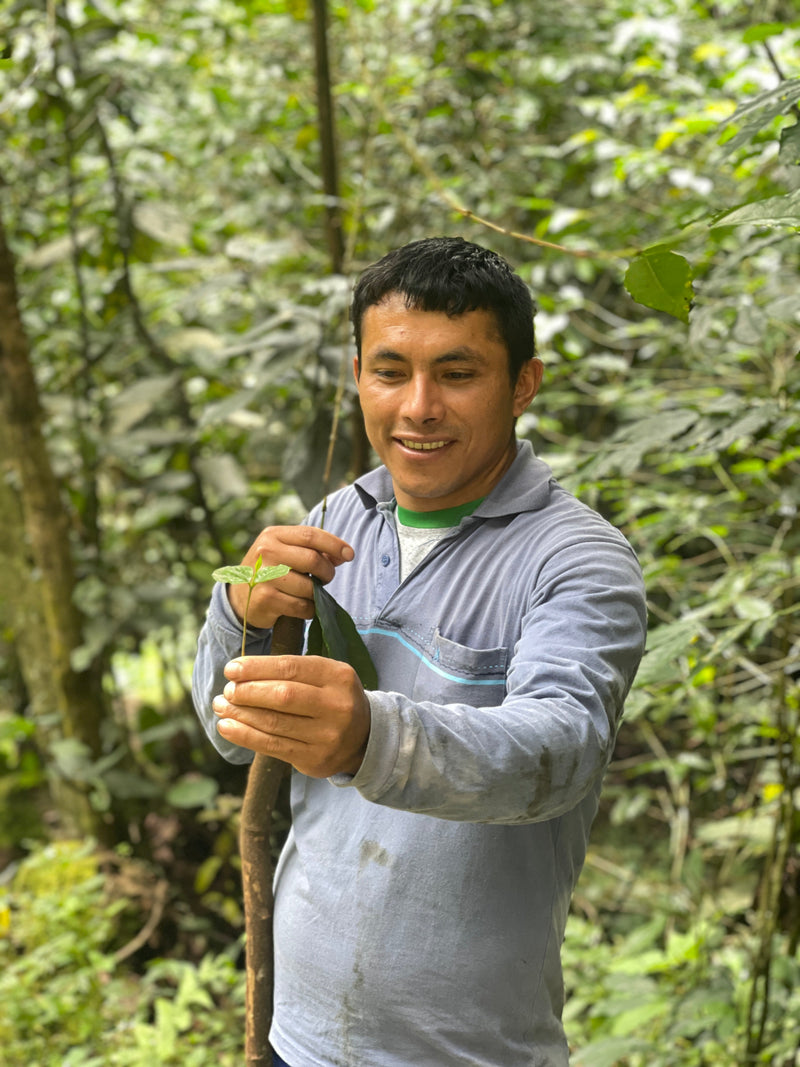 Dwight Aguilar Masias holding a coffee seedling among the trees at Finca Nueva Alianza, Santa Teresa, Cusco