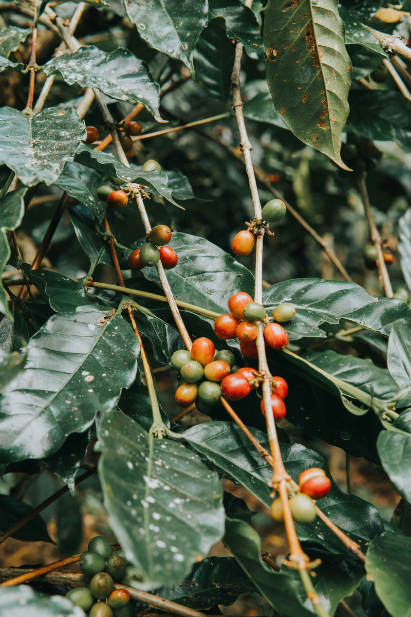 SL09 Coffee: The Forgotten Selection Variety