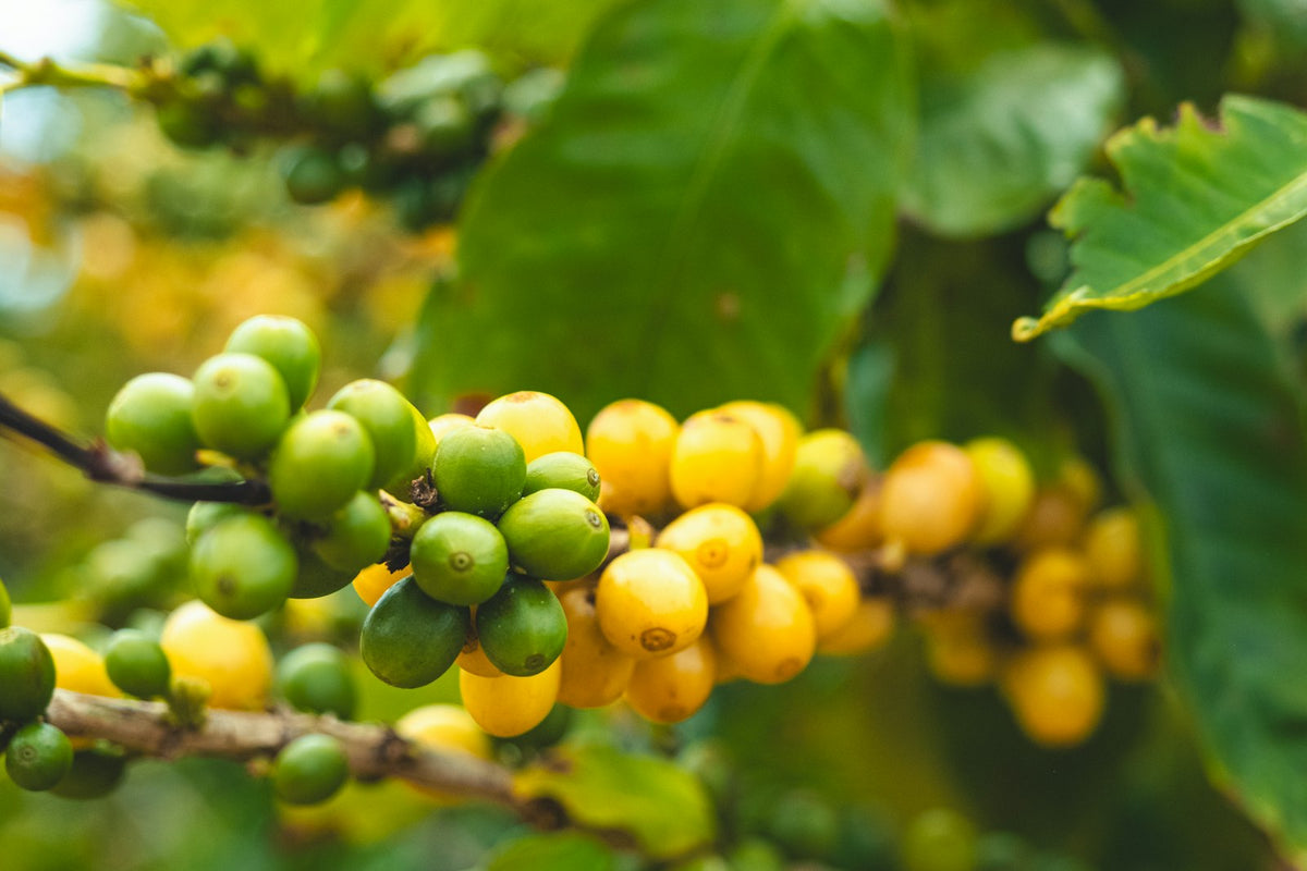 Yellow Gesha: One Hectare in Santa Teresa